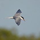 Flussseeschwalbe (Sterna hirundo)