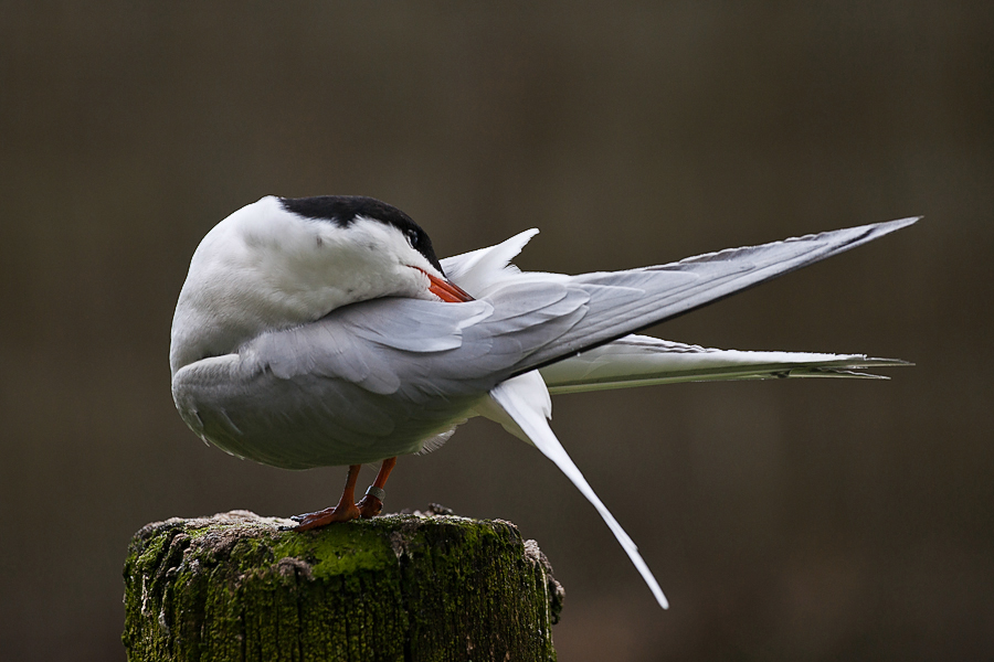 Flußseeschwalbe (Sterna hirundo)