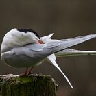 Flußseeschwalbe (Sterna hirundo)