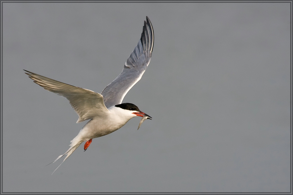 Flussseeschwalbe (Sterna hirundo)