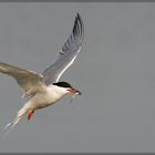 Flussseeschwalbe (Sterna hirundo)