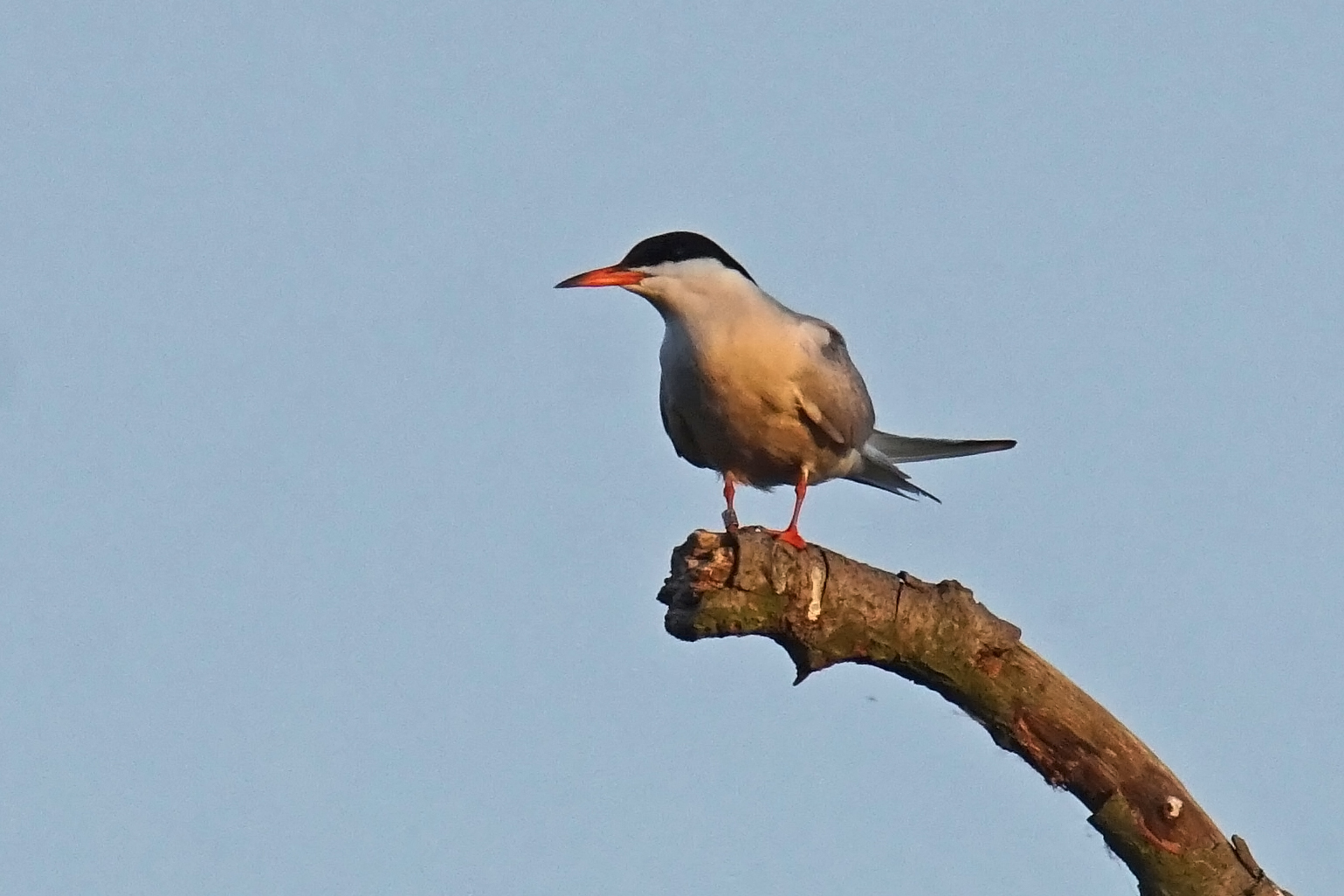 Flussseeschwalbe (Sterna hirundo) im Abendlicht