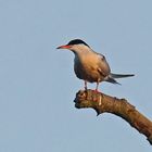 Flussseeschwalbe (Sterna hirundo) im Abendlicht