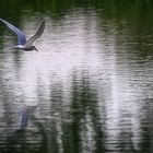 Flussseeschwalbe über der Wasseroberfläche