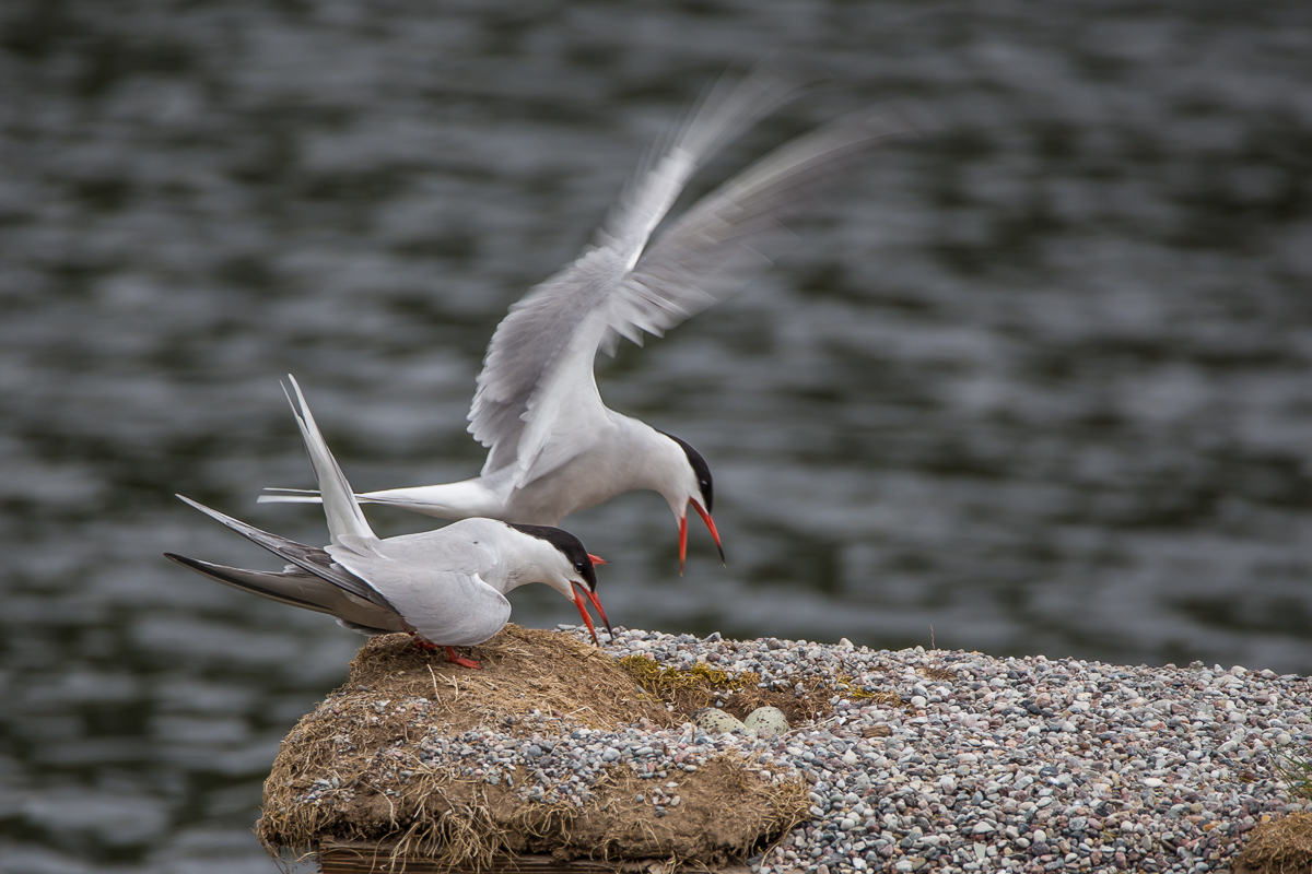 Flussseeschwalben am Nest