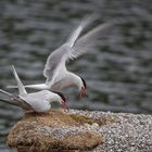 Flussseeschwalben am Nest