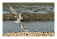 Flußseeschwalben auf Texel