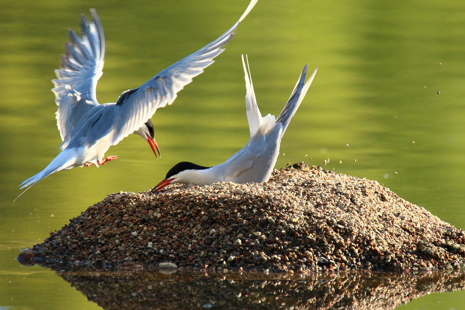 Flußseeschwalben beim Bau der Nestmulde