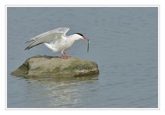 Flussseeschwalben-Brautschau auf Texel