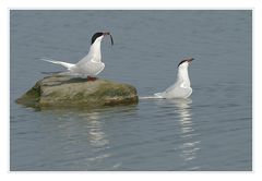 Flussseeschwalben-Brautschau auf Texel, Teil II