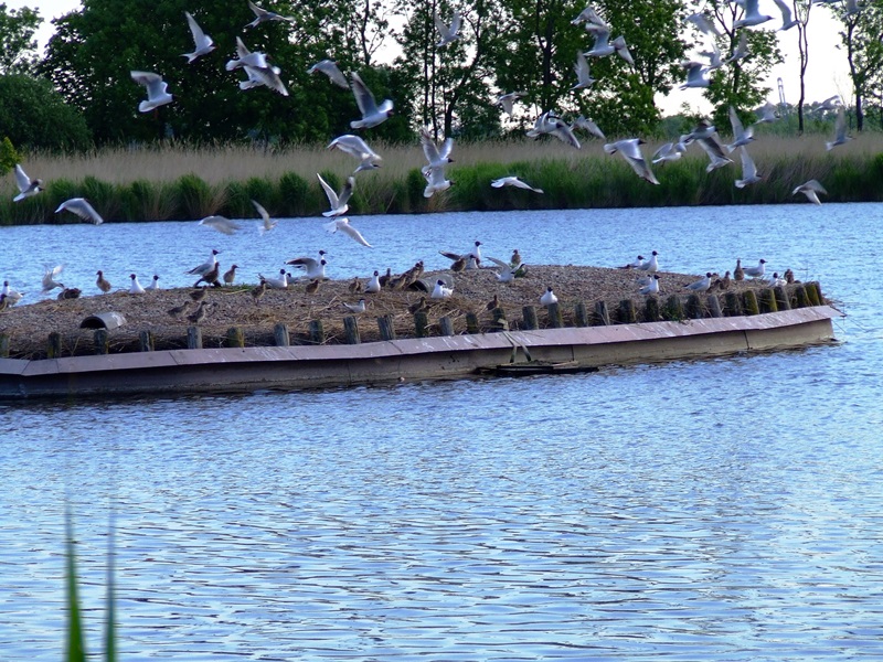 Flussseeschwalben Nachwuchs