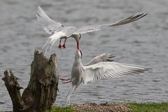 Flußseeschwalben (Sterna hirundo)