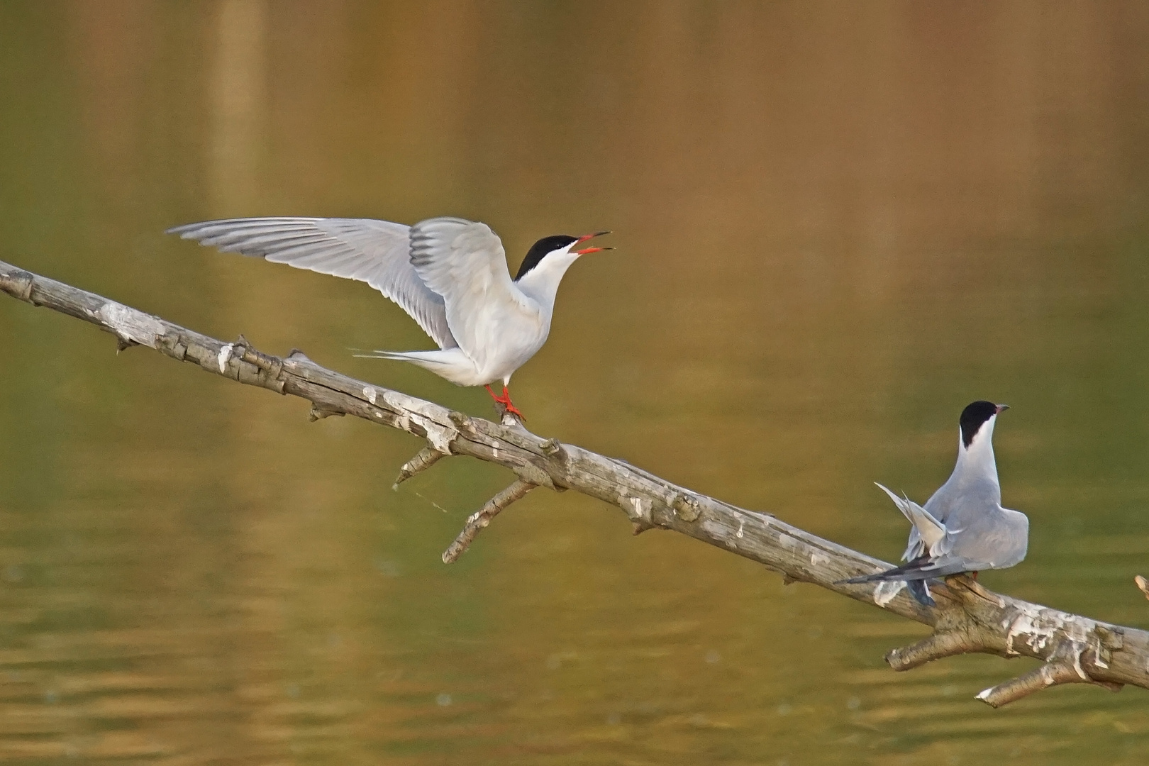 Flussseeschwalben (Sterna hirundo)