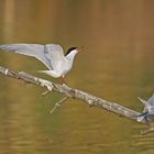 Flussseeschwalben (Sterna hirundo)