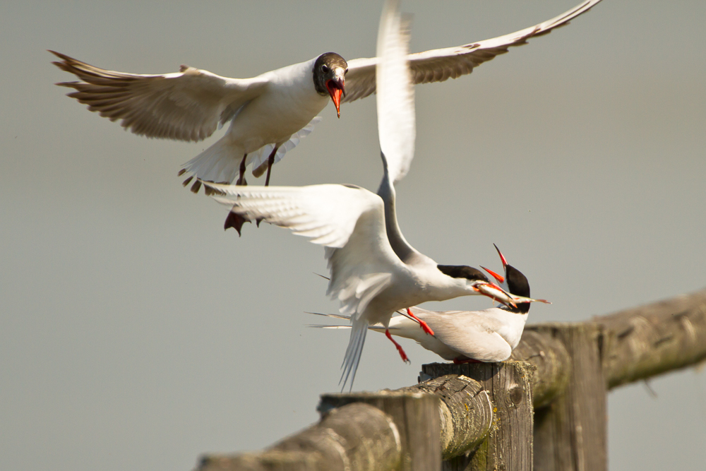 Flußseeschwalben werden von Lachmöwe attakiert