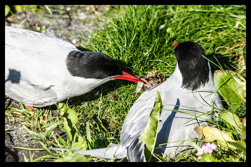 Flussseeschwalbenfütterung