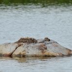 "Flußseeschwalbenkind - Ausflug" und "Fischchen - Übergabe" 01