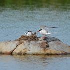 "Flußseeschwalbenkind - Ausflug" und "Fischchen - Übergabe" 02