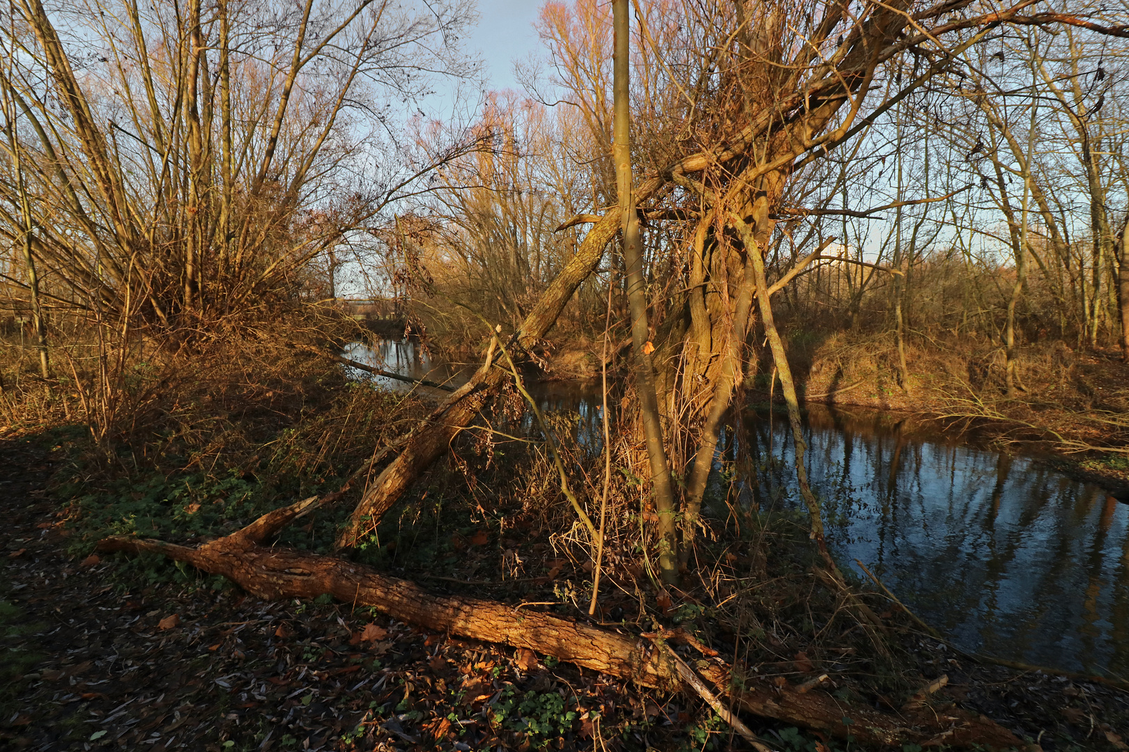 Flussufer im Abendlicht