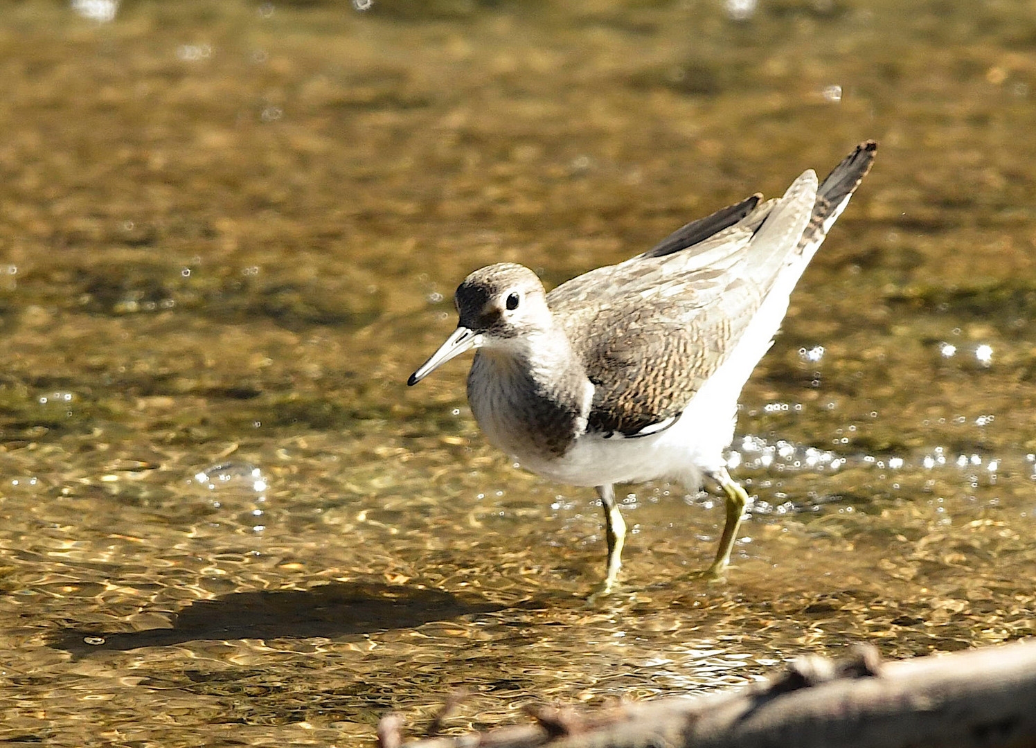 Flussuferläufer