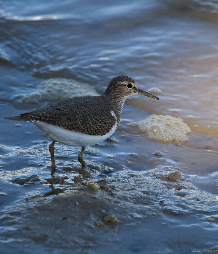 Flussuferläufer