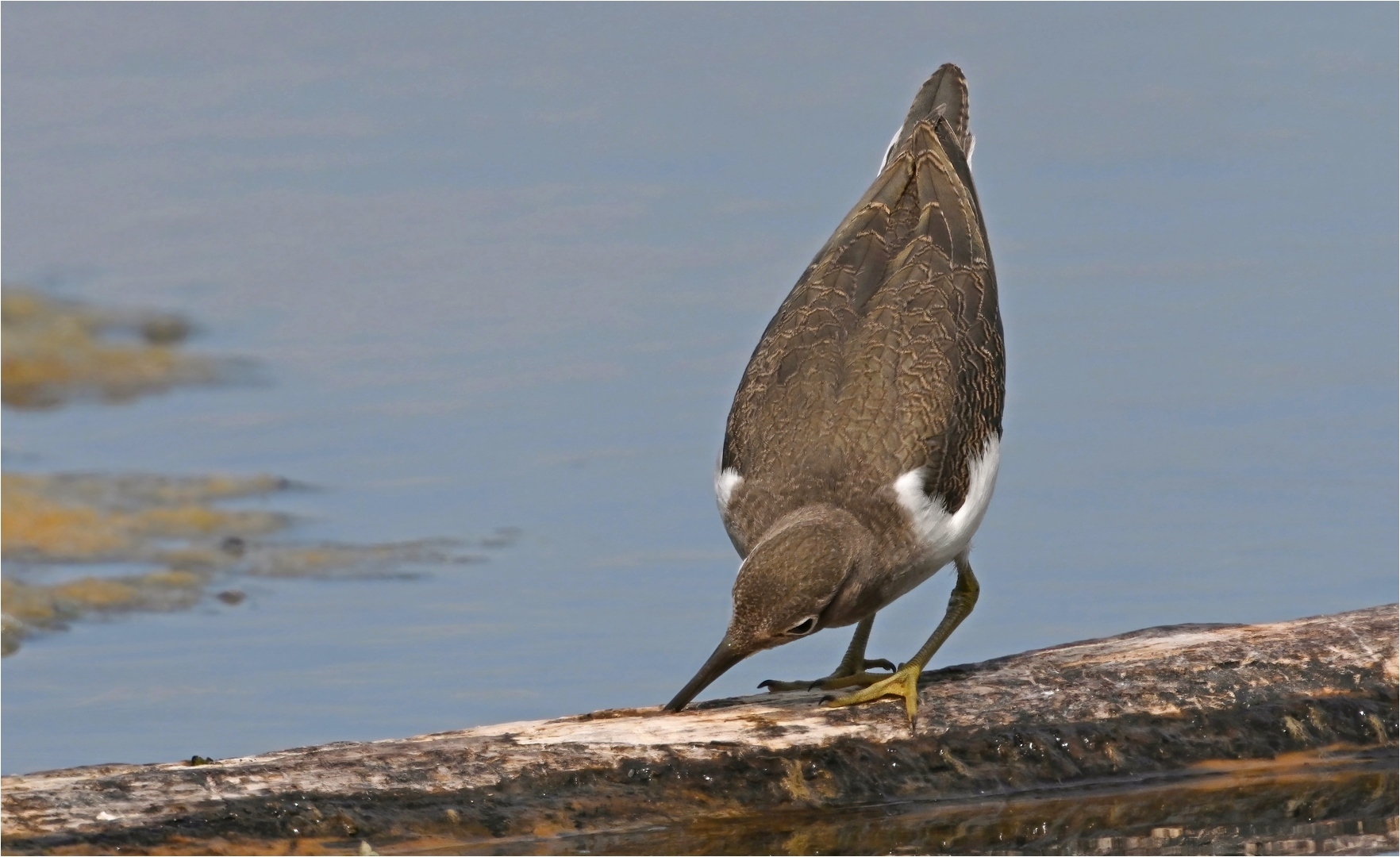 Flußuferläufer 