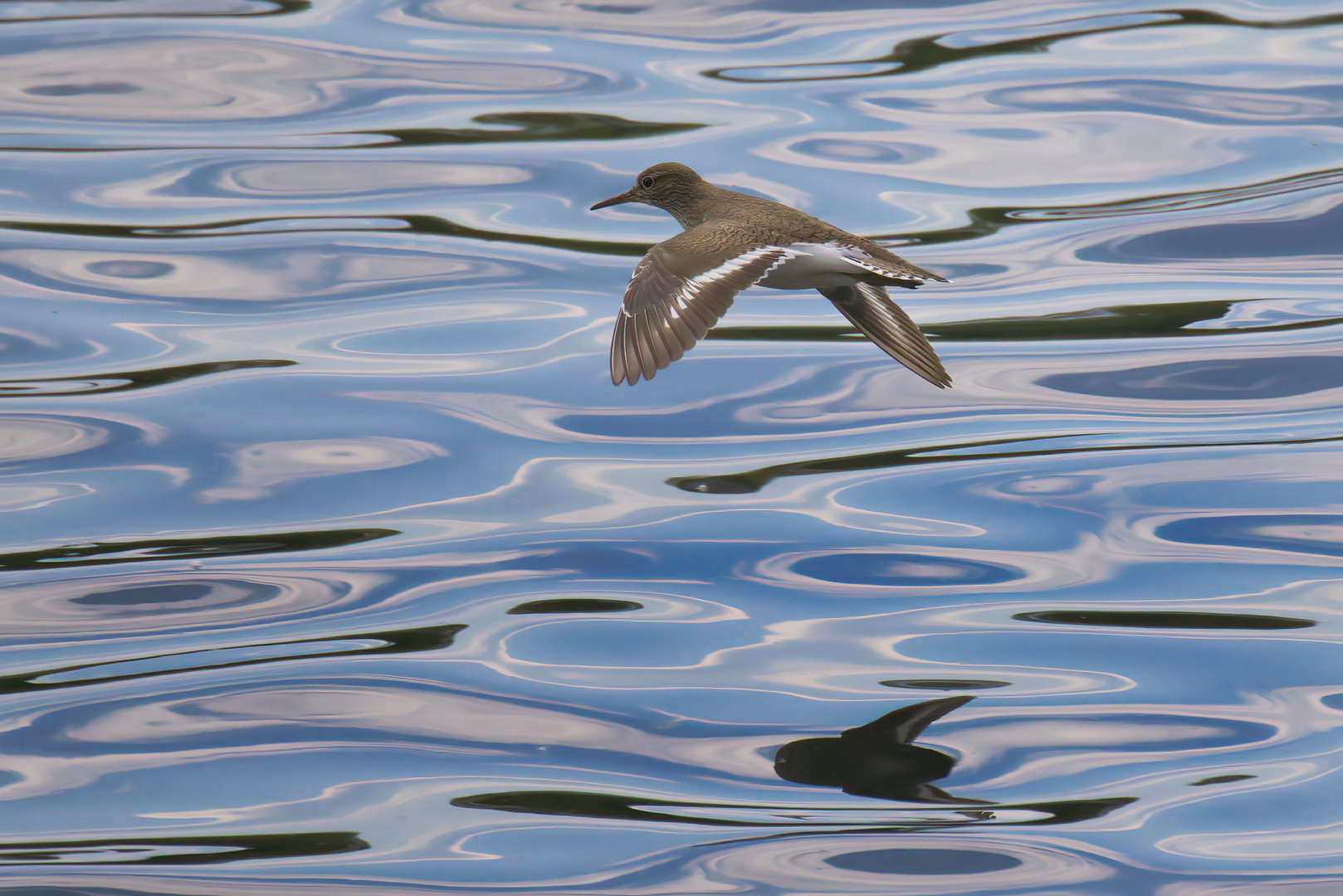 Flussuferläufer 