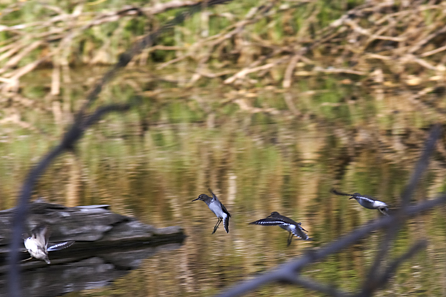 Flußuferläufer