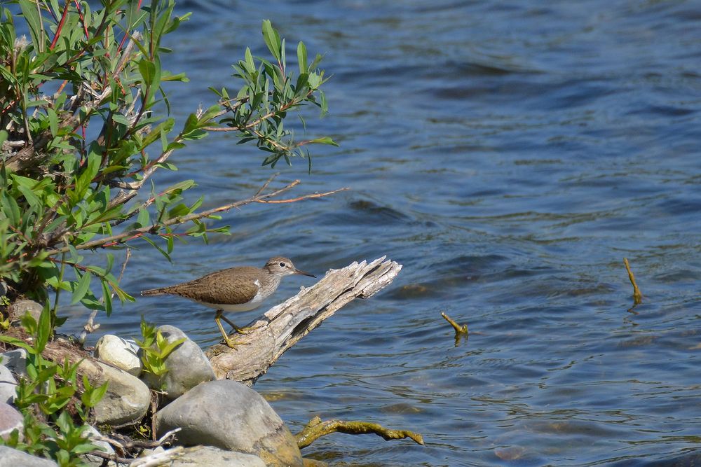 Flußuferläufer