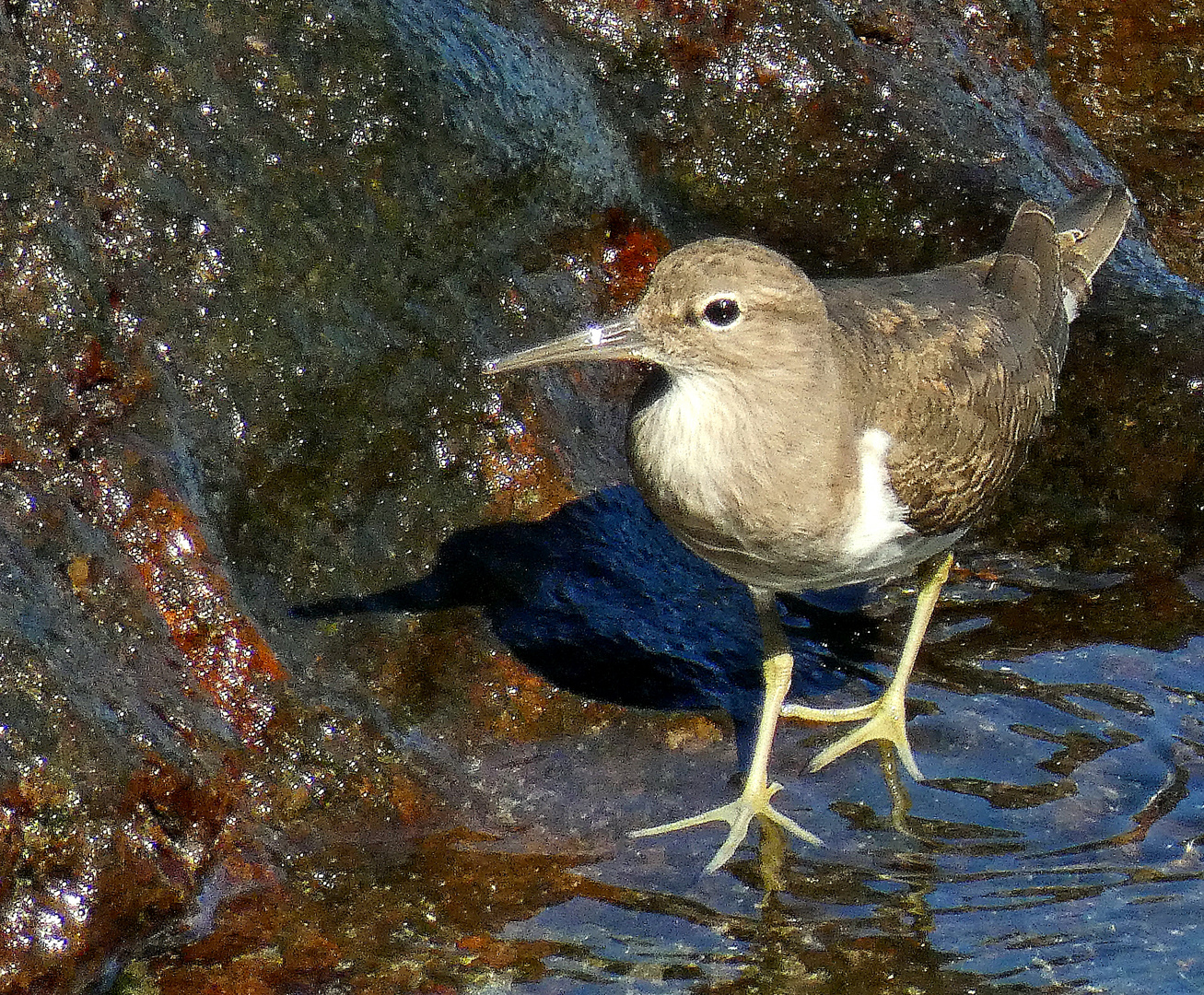 Flussuferläufer 