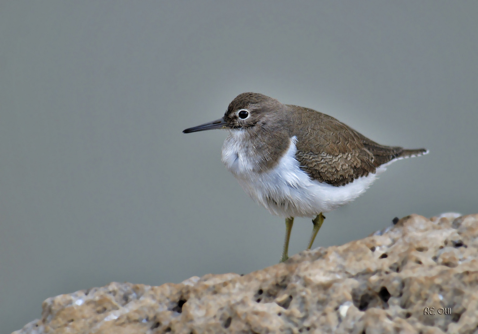 Flußuferläufer ( Actitis hypoleucos )