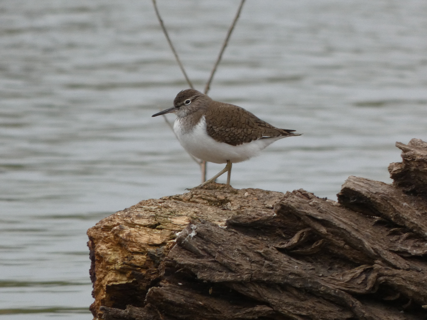 Flussuferläufer (Actitis hypoleucos)