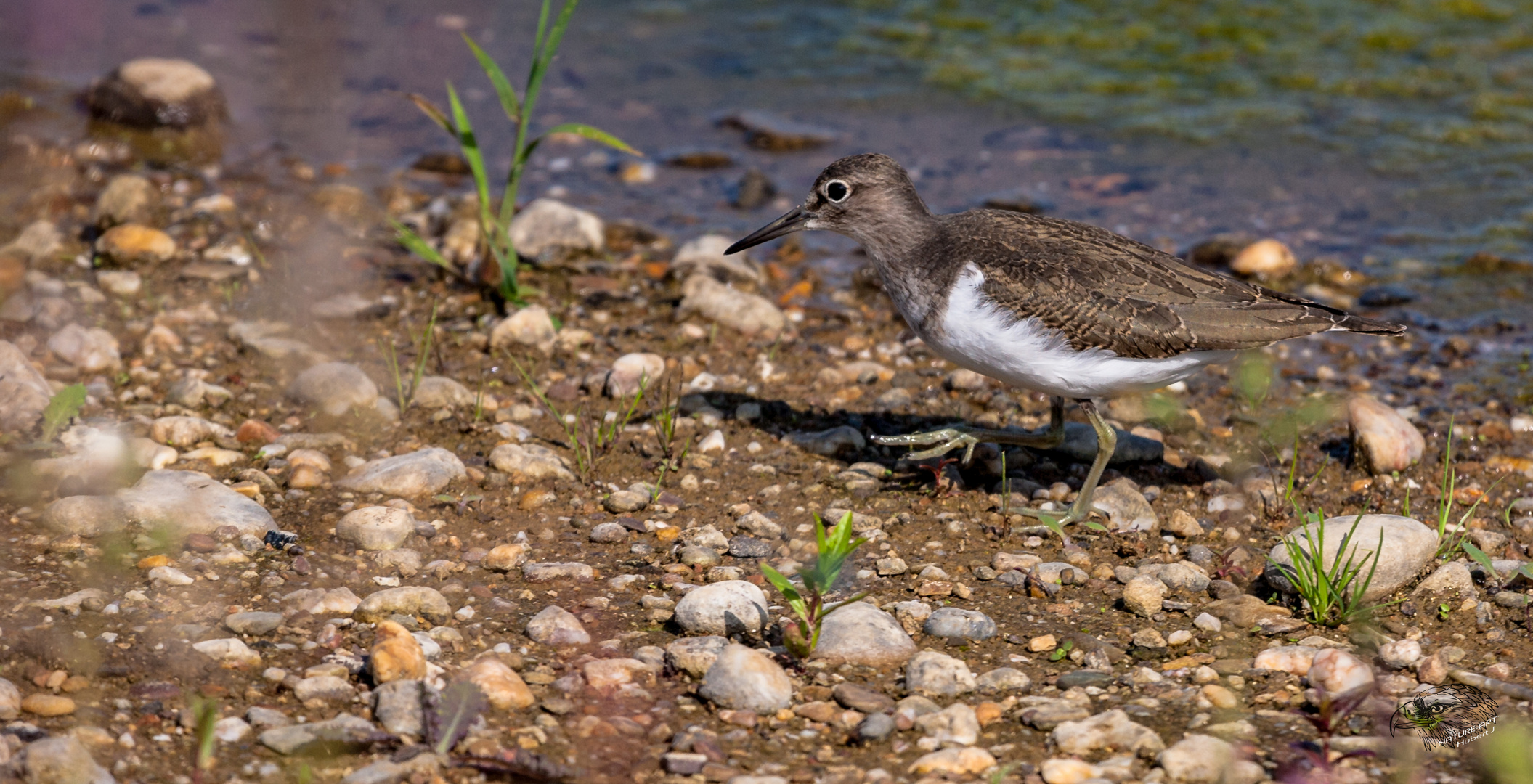 Flussuferläufer (Actitis hypoleucos)