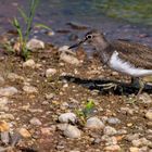 Flussuferläufer (Actitis hypoleucos)