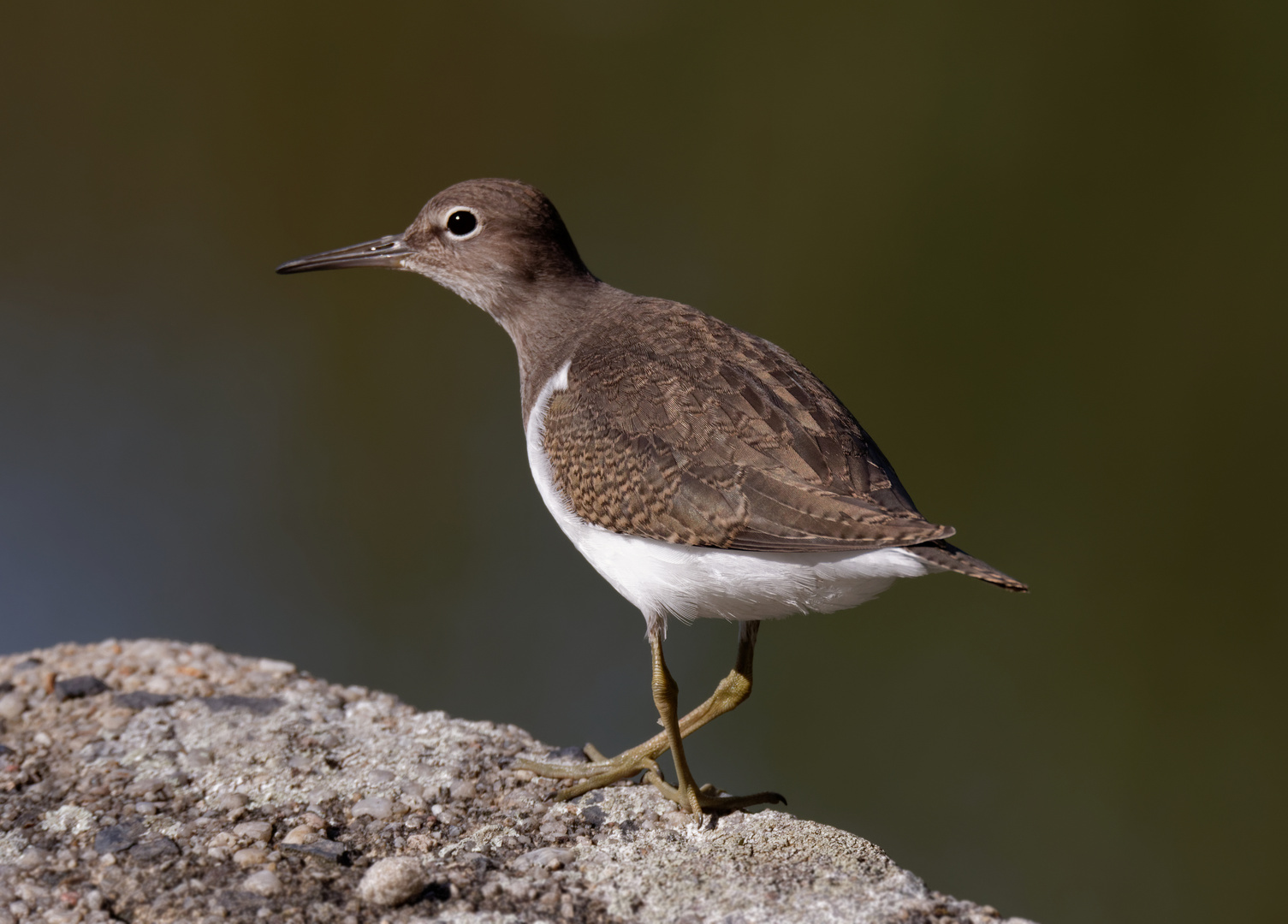 Flussuferläufer (Actitis hypoleucos)