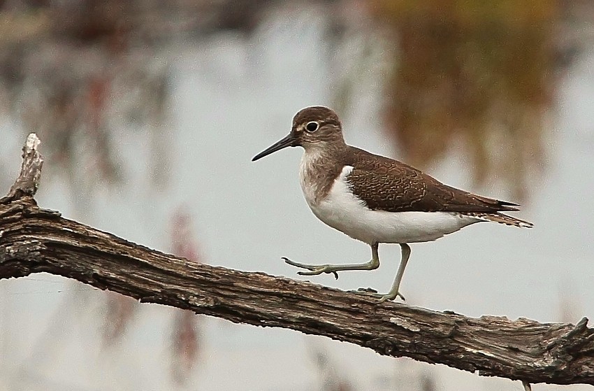 Flussuferläufer (Actitis hypoleucos)