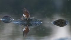 Flussuferläufer | Actitis hypoleucos