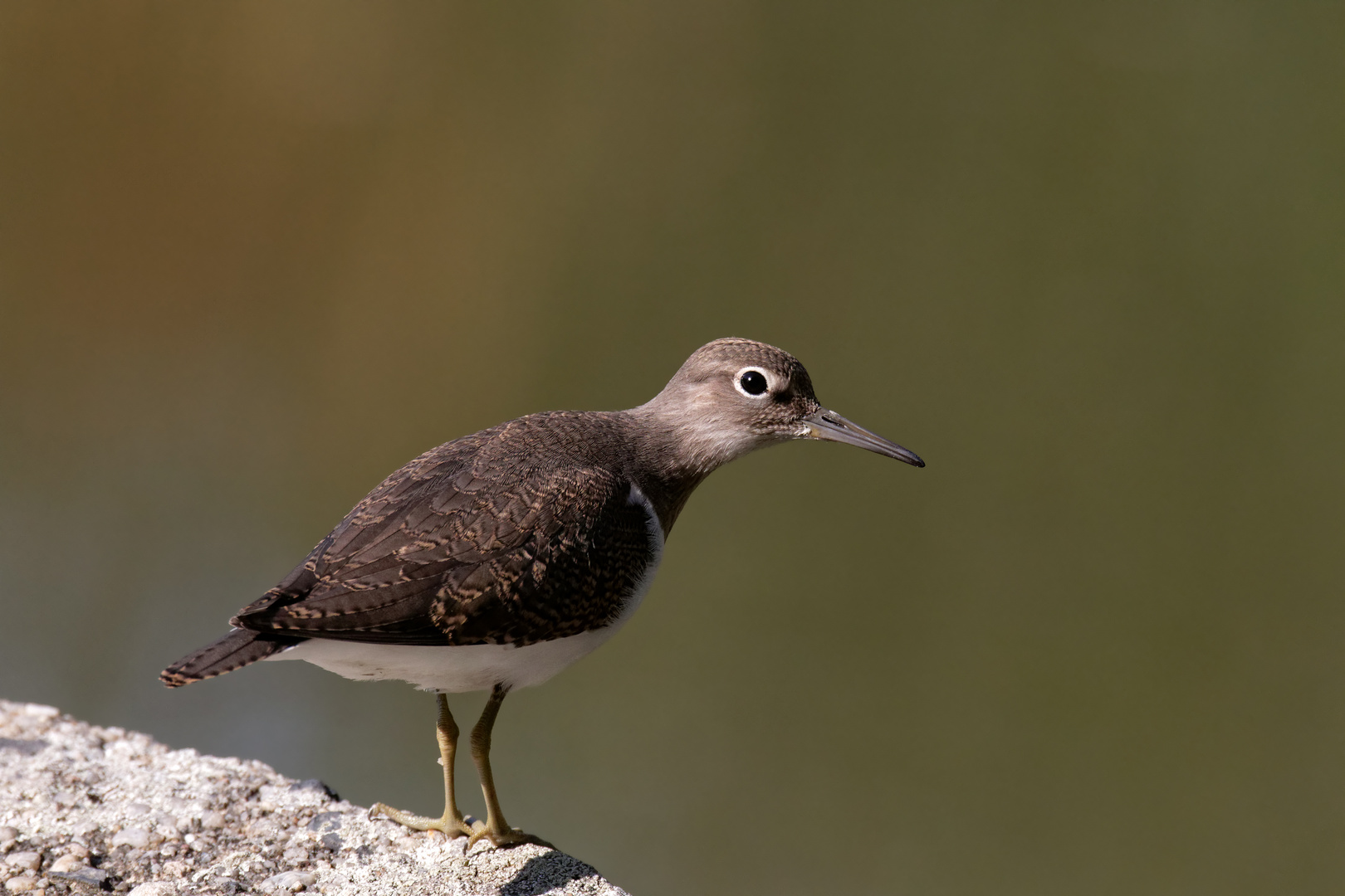 Flußuferläufer (Actitis hypoleucos)