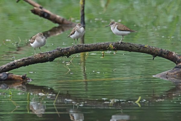 Flußuferläufer (Actitis hypoleucos)
