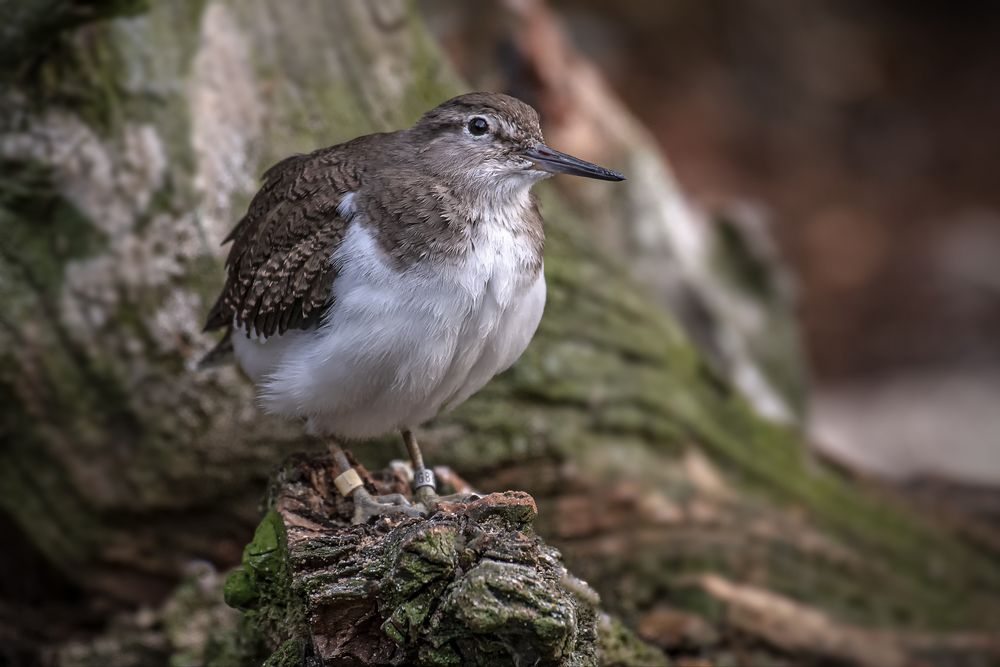 Flussuferläufer (Actitis hypoleucos)