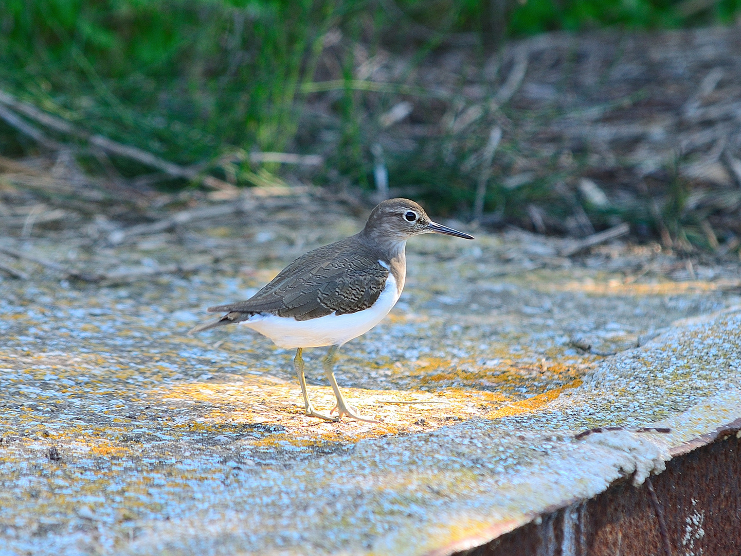 Flussuferläufer, (Actitis hypoleucos), Common sandpiper, Andarríos chico