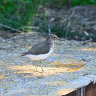 Flussuferläufer, (Actitis hypoleucos), Common sandpiper, Andarríos chico