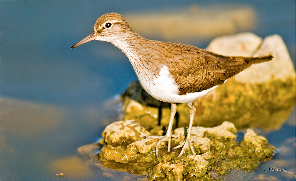 Flußuferläufer  (  Actitis hypoleucos  )