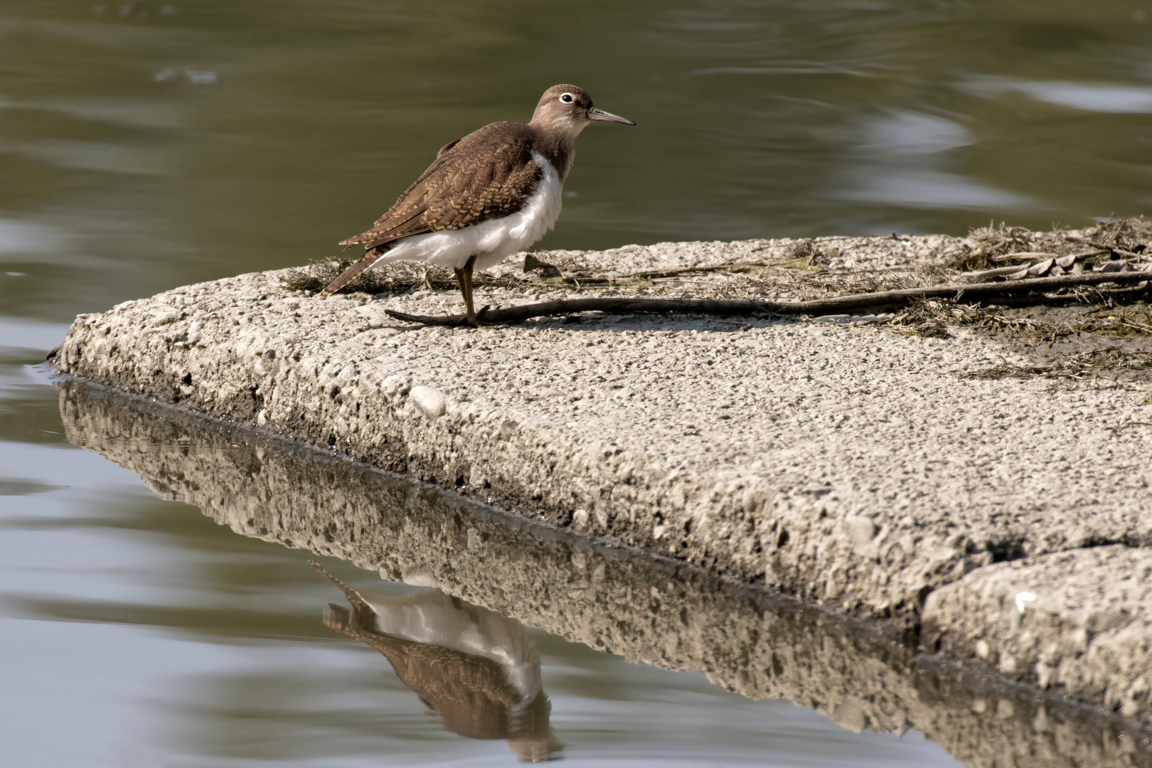 Flussuferläufer - Actitis hypoleucos - mit Spiegelung... war doch noch gefragt ..