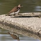 Flussuferläufer - Actitis hypoleucos - mit Spiegelung... war doch noch gefragt ..