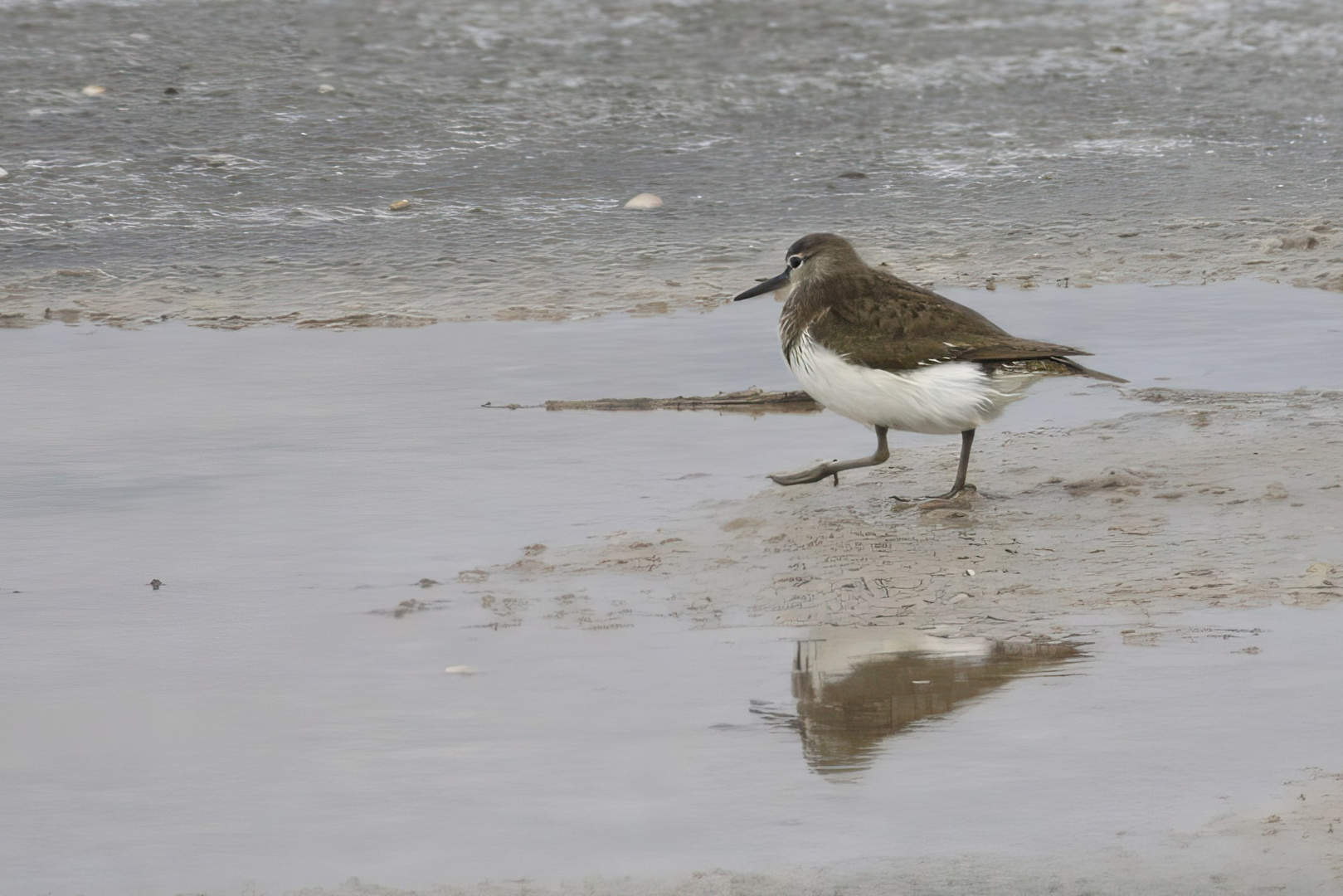 Flussuferläufer am Strand