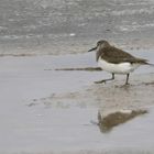 Flussuferläufer am Strand