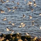 Flussuferläufer an der Elbe - Lühemündung