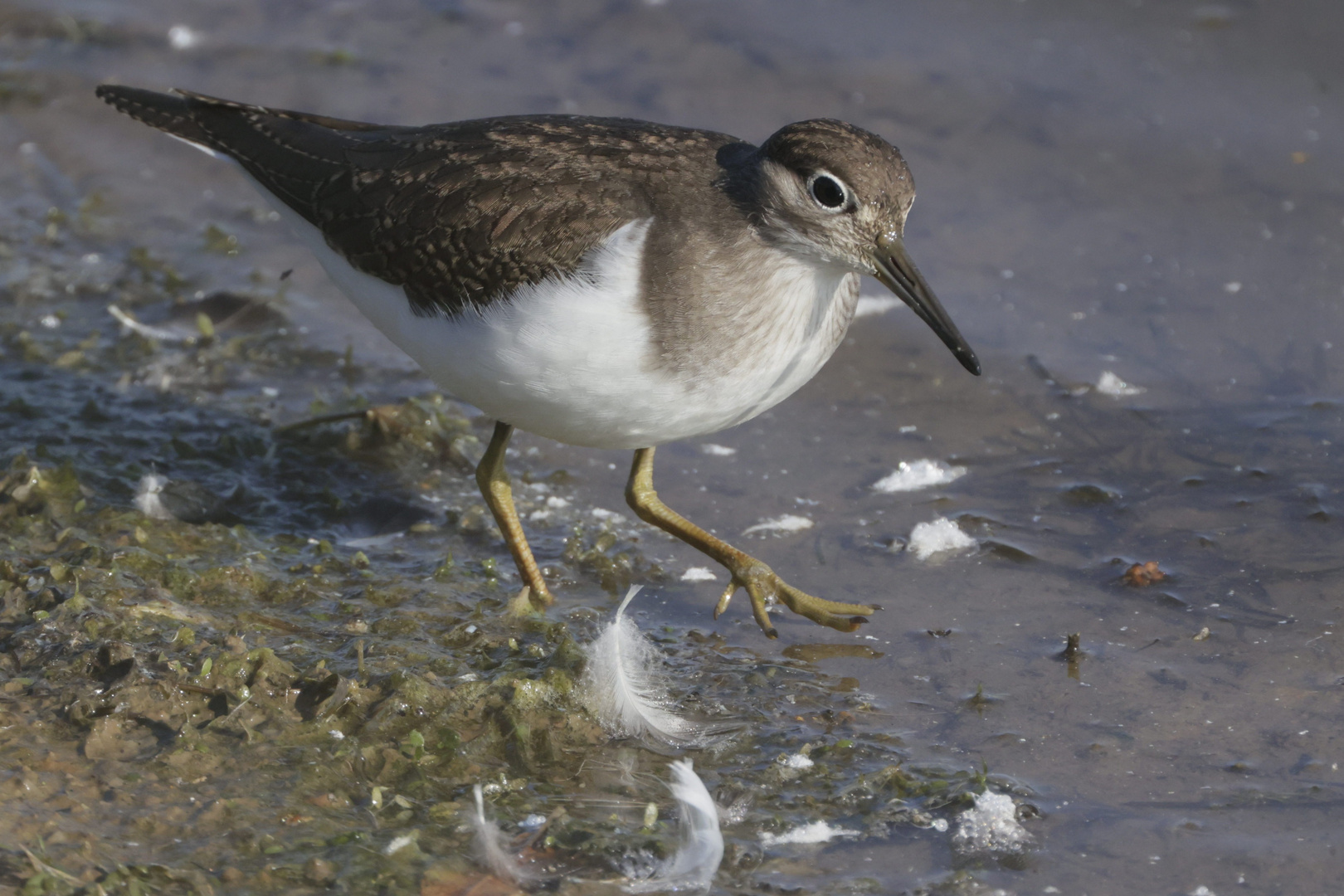 Flussuferläufer auf seinem Weg in den Süden (Vogelsberg)