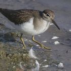 Flussuferläufer auf seinem Weg in den Süden (Vogelsberg)